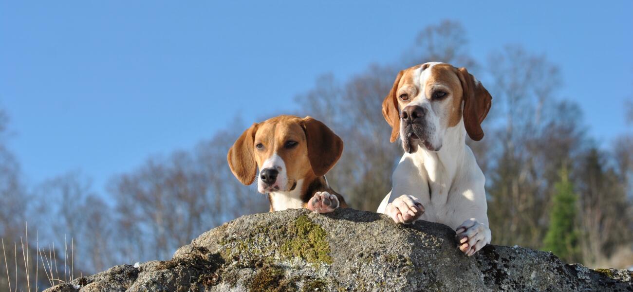 Husstølen hudepensjonat hund